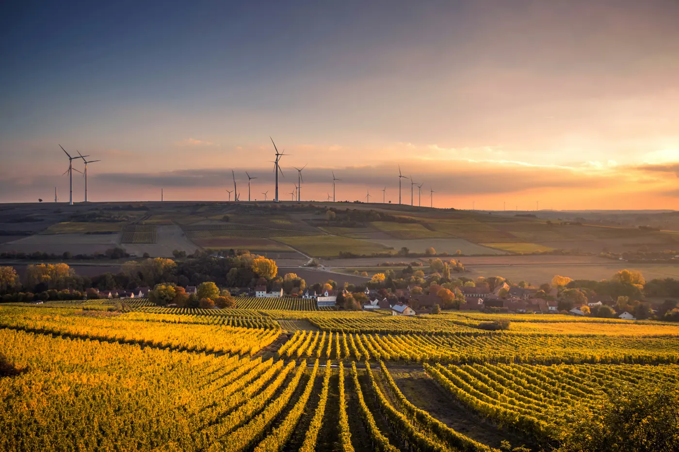 Farmland and vineyard rows at sunset with wind turbines on the horizon