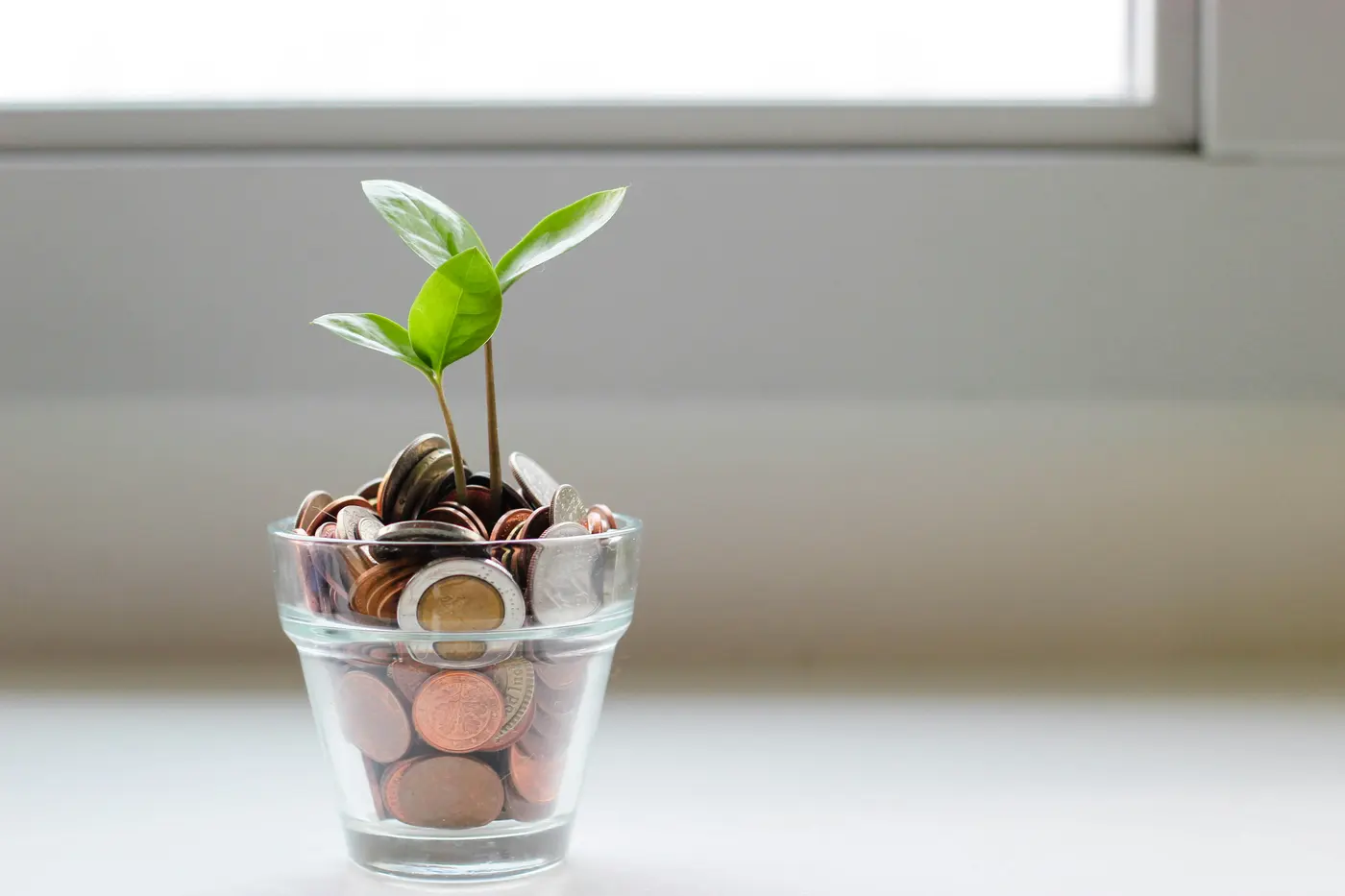 Seedling growing from a glass jar filled with coins