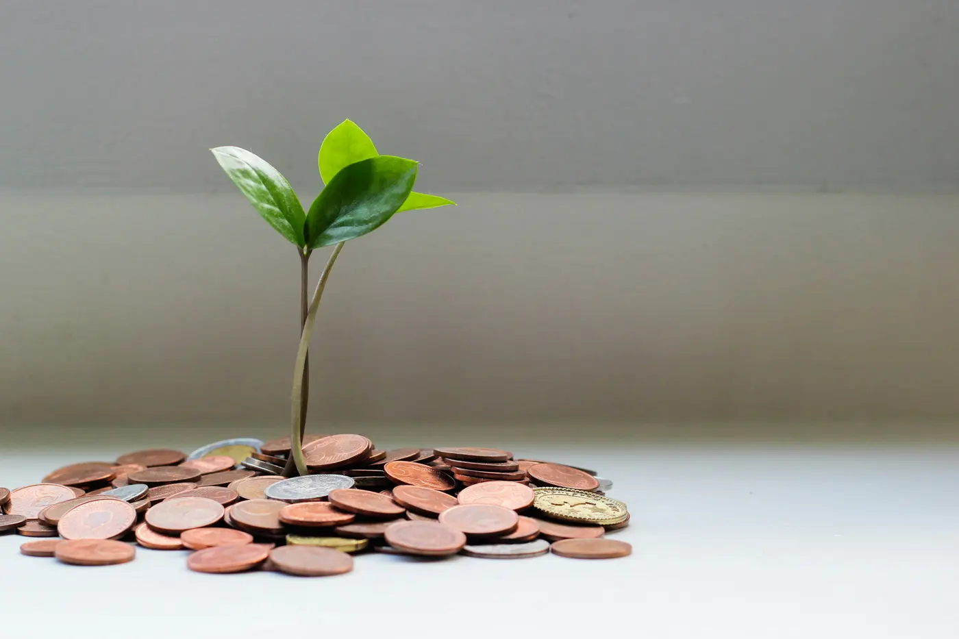 Green seedling growing out of a pile of coins